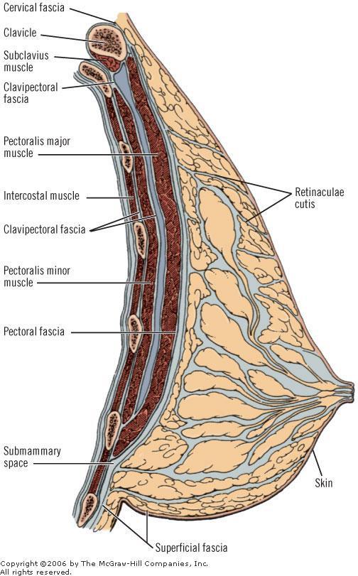 RÉTEGEK Bőr Subcutan ktsz Fascia superficialis külső lemeze Glandula mammaria és a Cooper- szalagrendszer (retinacula mammae) Fascia spf belső lemeze (fascia