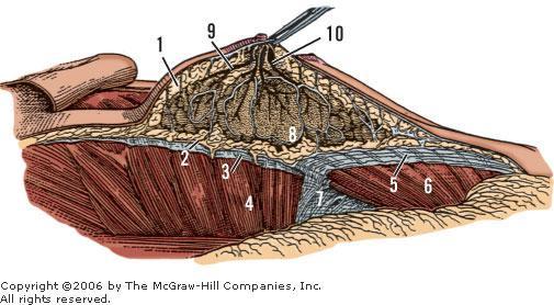 Suspensory ligament of axilla. 8. Lobe of breast parenchyma. 9. Lactiferous duct. 10. Ampulla.