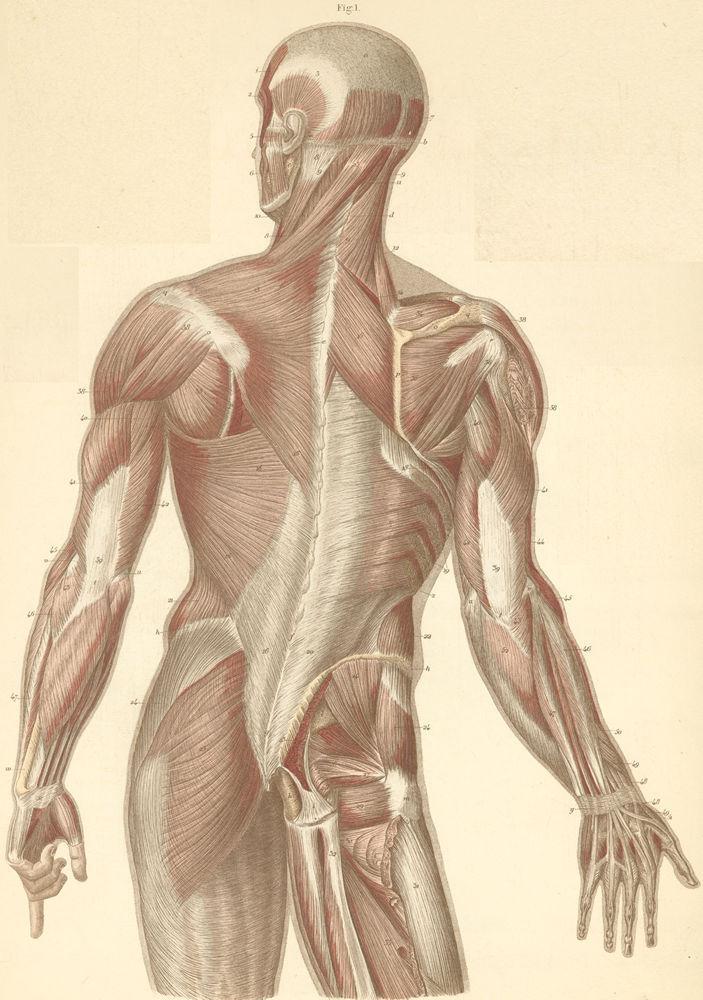 A MELLKAS DORSALIS FELSZÍNE REGIO DORSALIS SCAPULAE (általában a felső végtaggal együtt a háti régióknál említjük) Határai: - acromion és Th1 processus