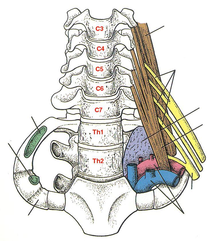 APERTURA THORACICA SUPERIOR Scalenus medius plexus brachialis Scalenus