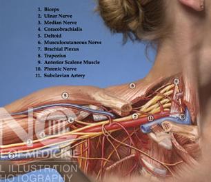 THORACIC