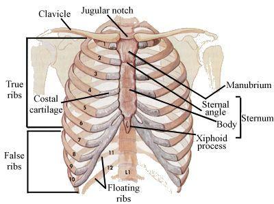 vertebrae thoracicae -