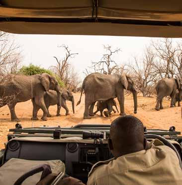 Transzfer a Chobe Nemzeti Park mellett, a Chobe folyó partján fekvő szafari lodge-ba. 6.