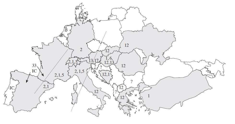 2.1.11. Európai Cryphonectria parasitica populációk VC csoportokba sorolása Miután Olaszországban megfigyelték a hipovirulens törzsek megjelenését a szelídgesztenyéken, megkezdődött az európai C.