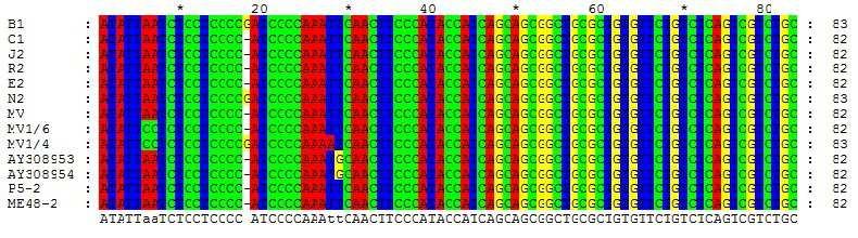 3.7. A filogenetikai elemzésekhez felhasznált programok ClustalX A filogenetikai elemzések első lépéseként a DNS szekvenciákat ClustalX program segítségével illesztettük össze (33. ábra).