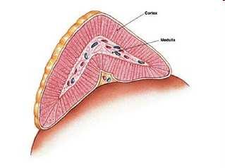 kéreg velı glükokortikoidok, mineralokortikoidok, androgének A hypothalamus-hypophysis-adrenális tengely funkció zavara: