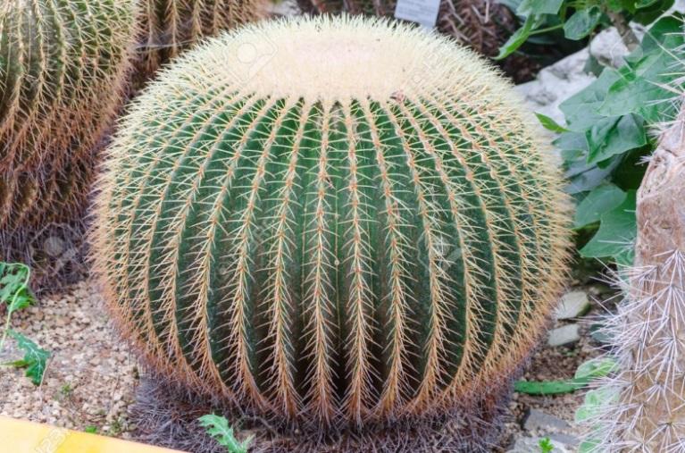16/24 *M17142111M16* 26. Pri rastlinah, kot so na primer kaktusi, so listi spremenjeni v trne in bodice, kar zmanjšuje število listnih rež, skozi katere bi iz rastline izhlapevala voda.