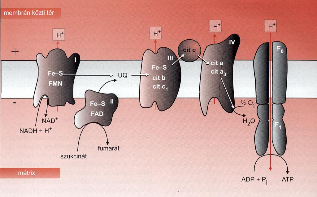 A mitokondriális légzési lánc alkotói redoxfolyamatokra képes prosztetikus csoportokat tartalmazó fehérjék komplexeket alkotva 3.