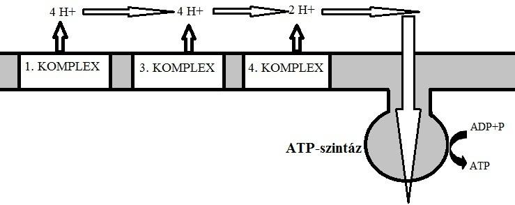 Kemiozmotikus elmélet az elektronátvitelt protongrádiens kialakulása kíséri azáltal, hogy protonok pumpálódnak a membrán közti térbe ph változás proton motoros