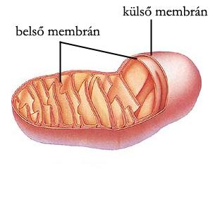 A mitokondriumok szerkezete kettős membrán határolja külső membrán: kb.