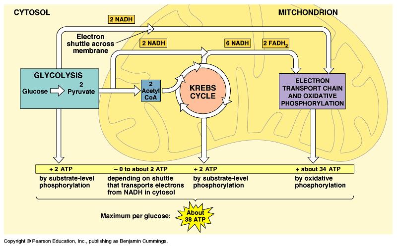 A glikolízis energiamérlege anaerob: glukóz + 2P i + 2 ADP 2 laktát + 2 ATP + 2 H 2 O aerob: glukóz + 2P i + 2 ADP + 2 NAD +