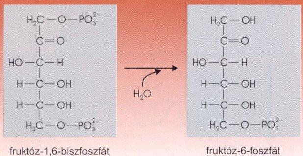 2. Fruktóz-1,6-biszfoszfatáz + P i 3.