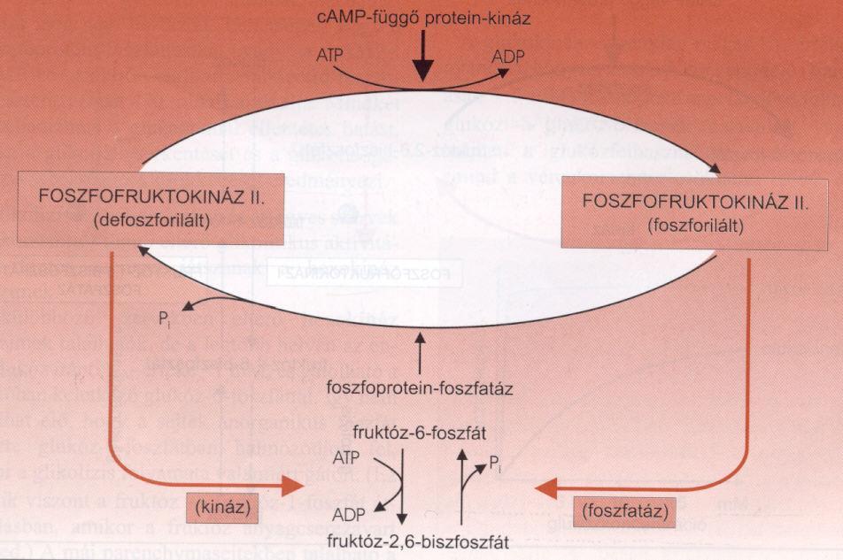 A májsejtekben a glukagon hatása a glikolízisre és a glukonogenezisre a fruktóz-2,6- biszfoszfát szintjének változásán keresztül érvényesül.