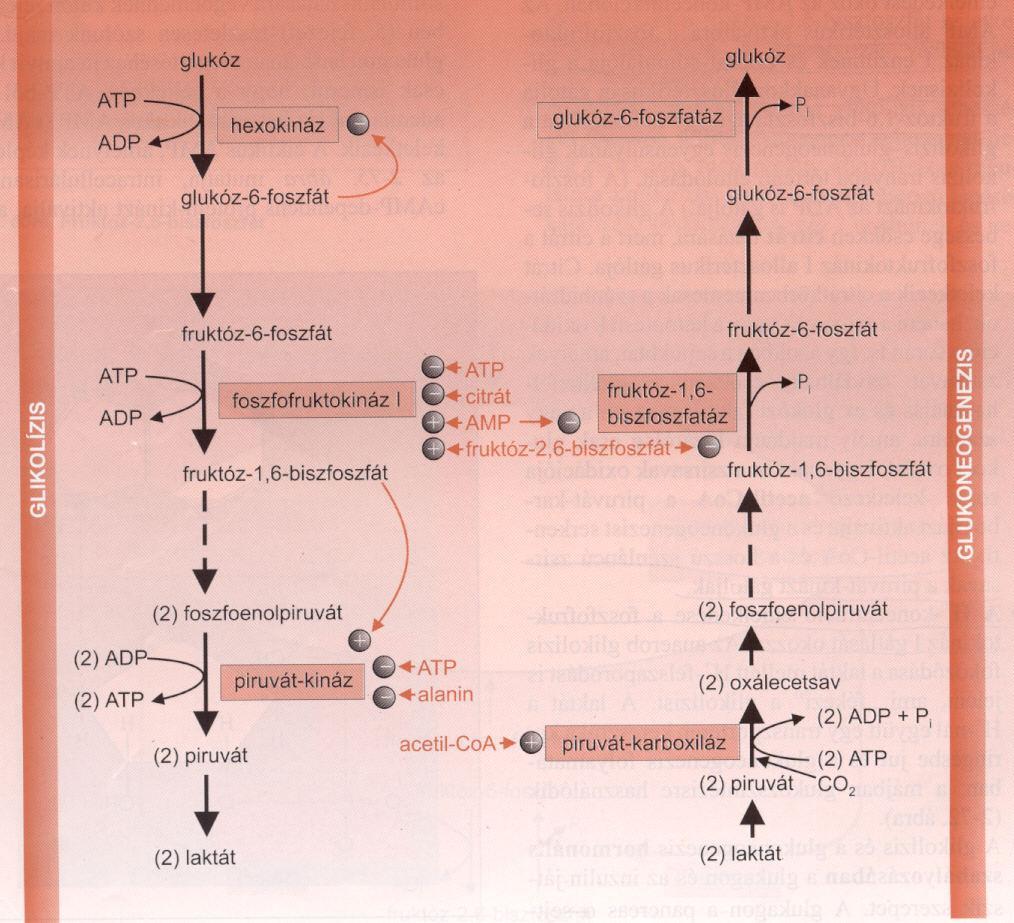 A glikolízis és a
