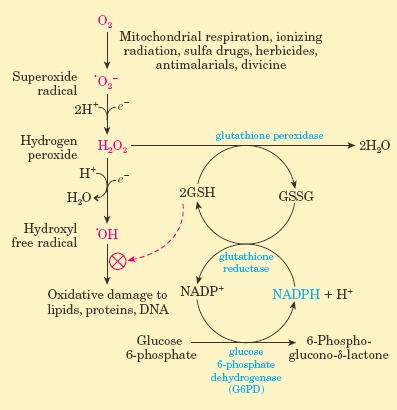 Glükóz-6-foszfát dehidrogenáz: NADPH forrás NADPH felhasználás: bioszintézis, oxidatív védelem során Földrajzi eloszlás: az emberek 25%-a érintett Afrika trópusi területein, Közép-Keleten, Ázsia