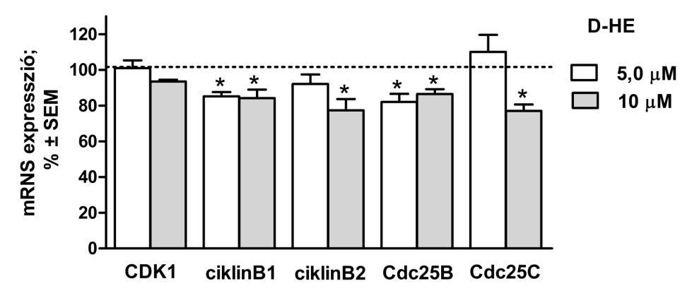 tartalmazó sejtek arányát, hasonlóan mint a pozitív kontrollként alkalmazott paklitaxel (PAC) (5. Ábra). Az eredmények alapján a D-HE G2, míg a D-SET az M fázisban fejti ki hatását a sejtciklus során.