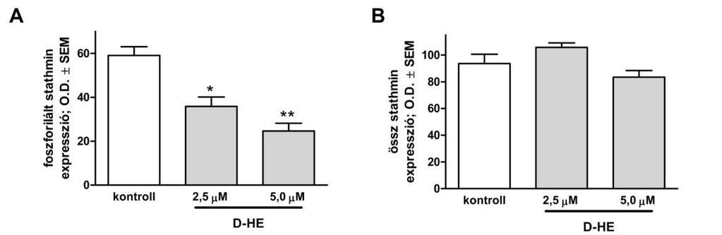 4.6.2 Western blot vizsgálatok A CDK1-ciklin B komplex funkciójának ellenőrzésére megvizsgáltuk a komplex által szabályozott egyik fontos fehérje a stathmin expresszióját, 48 órás D-HE kezelést