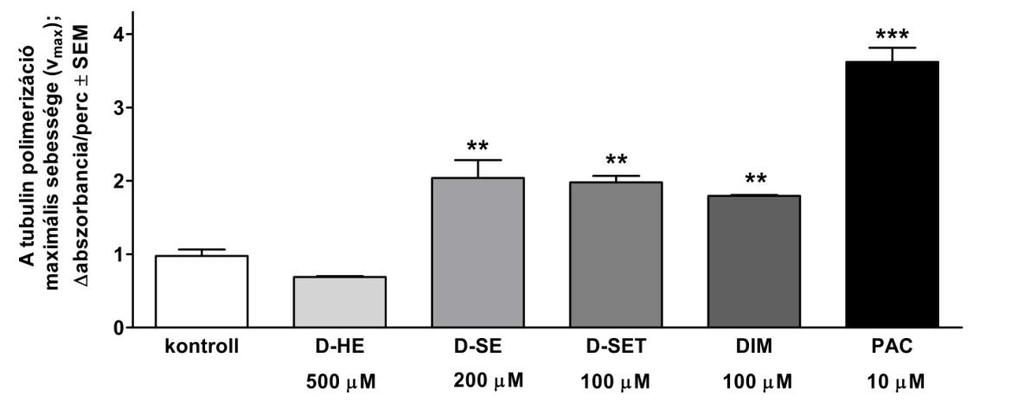 Habár az össz stathmin fehérje kifejeződése nem mutatott jelentős eltérést a kezeletlen kontrollhoz viszonyítva (7/A Ábra), az inaktív, foszforilált forma (ezt az inaktiválást végzi a CDK1-ciklin B