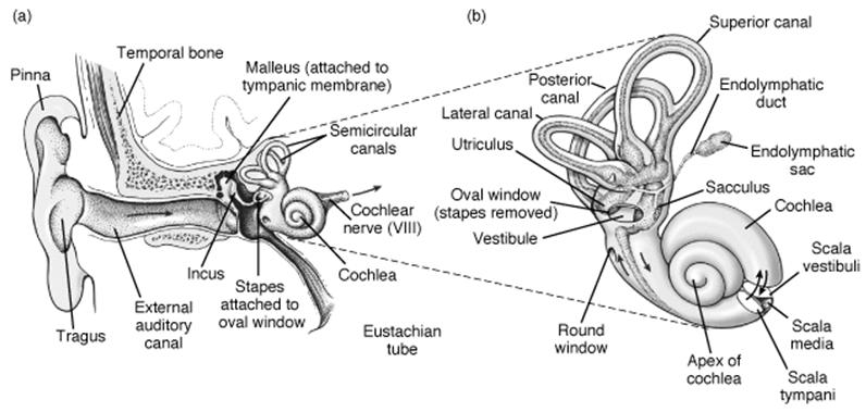 A belső fül felépítése Eckert: Animal Physiology,