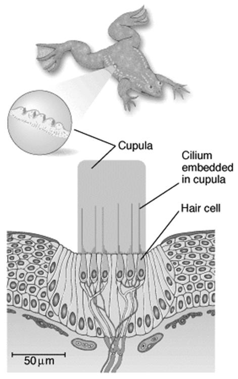 Az oldalvonalszerv Eckert: Animal Physiology,