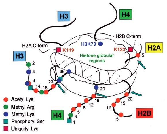 3. Ábra A nukleoszóma, mint a kromatin alapegysége Az ábrán a nukleoszóma látható a poszttranszlációsan modifikálható hisztonvégekkel.