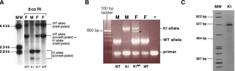 6.9 Az Fmr1 egérmodel különbözı genotípusainak kimutatása A generált KI egérmodel, valamint utódgenerációnak genotipizálásához olyan reakciókat állítottunk és optimalizáltunk be, amivel a WT és a KI