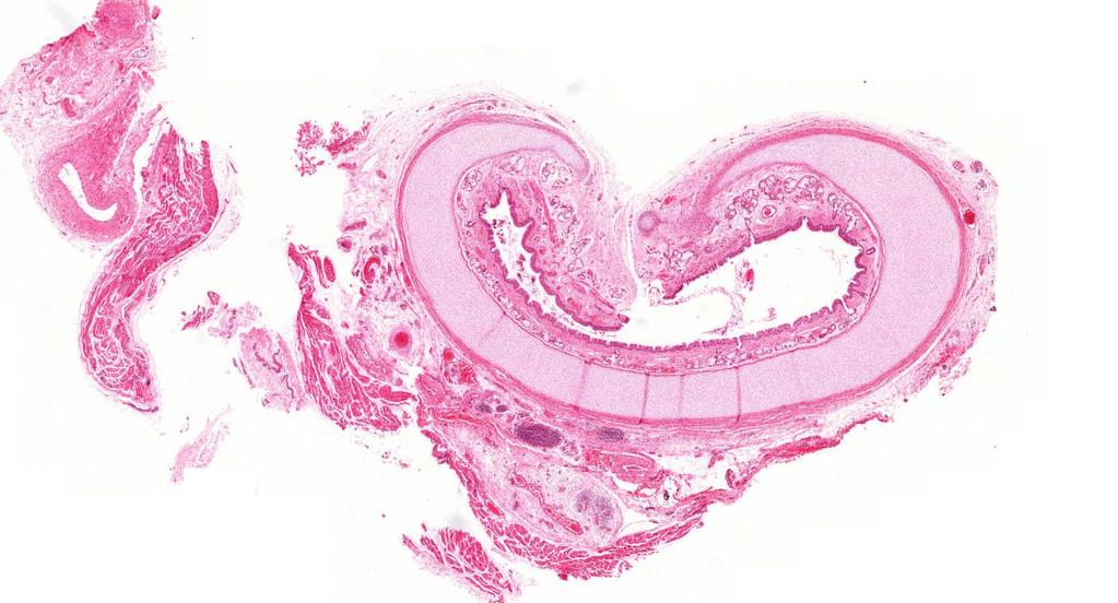 Trachea (HE), 2x 1.Tunica mucosa: a, epithelium mucosae: egyrétegű többmagsoros csillós hengerhám, kehelysejtek, endokrin funkciójú sejtek b, lamina propria m.