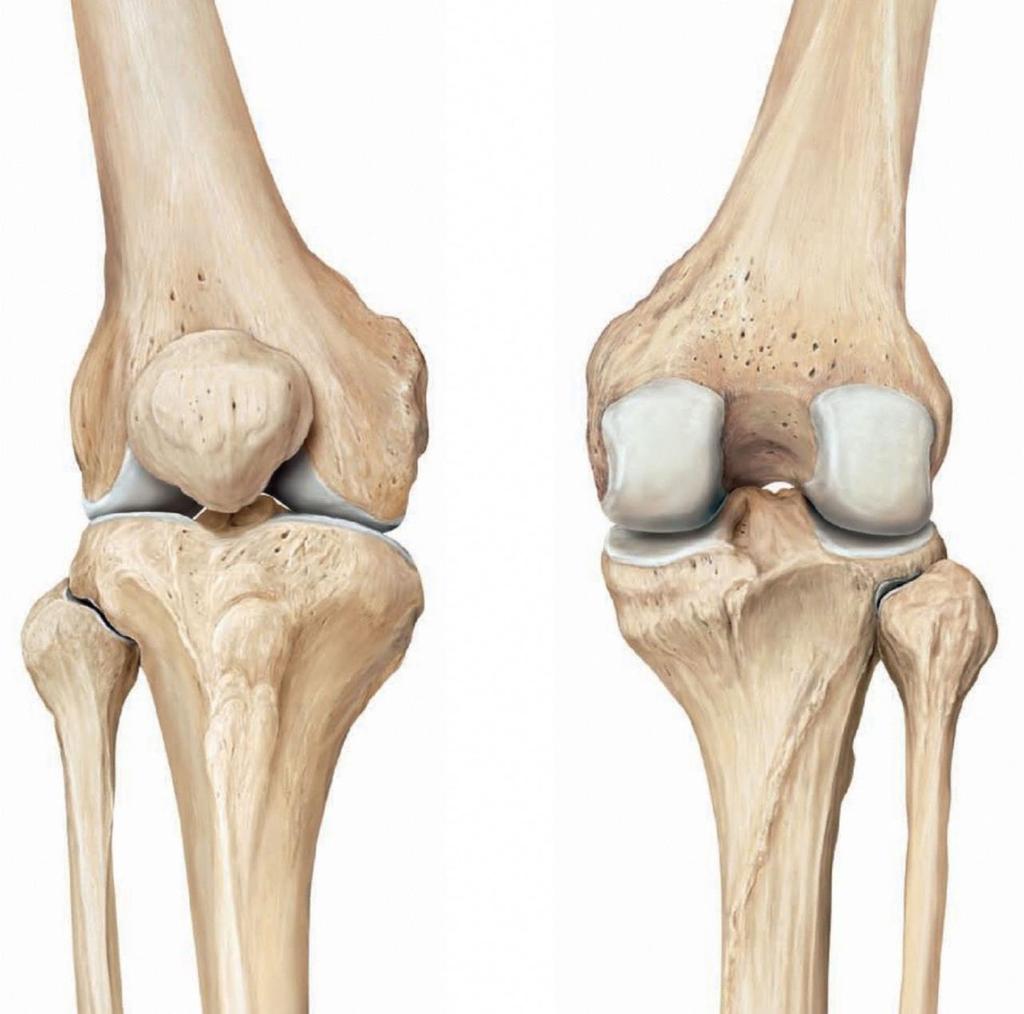 fibula fibula A térdízület csontok femur femur