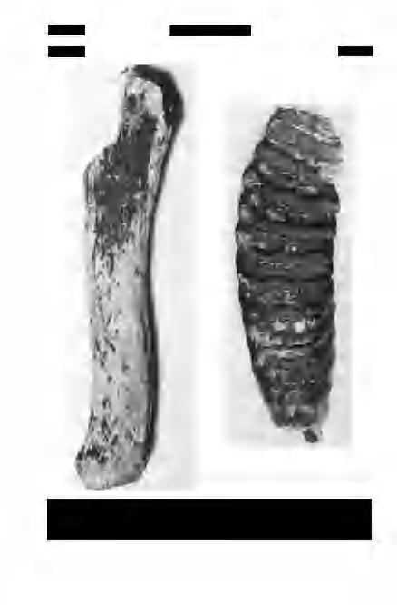 440 Földtani Közlöny 124/4 IV. tábla Plate IV 1. Alces latifrons vetett agancs-töredéke.