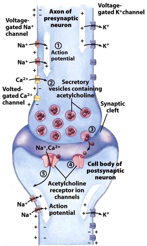 (szerotonin): Na + -, K + -cs.