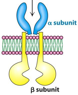 Inzulin receptor (INS-R) 2 - és 2 β-alegység (S-S híd) Szintézis (INSR gén): 1