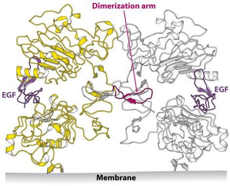 EGF-receptor EGF: epidermális növekedési faktor (6 kd) (S.