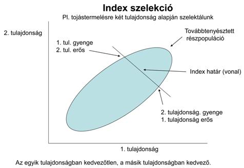 Indexpontszáma viszont a második. B egyed hiába teljesített három tulajdonságban a szint fölött, egyben alatt, selejtezésre kerül.