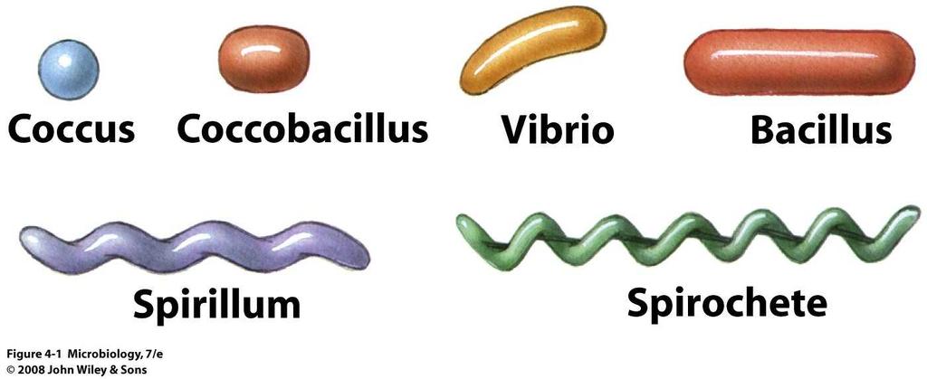 2. A MIKROBÁK ÉS SZAPORÍTÁSUK Élesztők morfológiája A biológiai ipar jellemzően