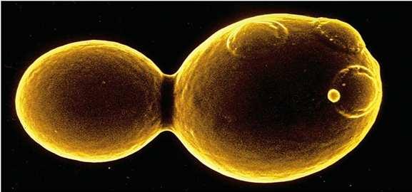 Penészek: 4-20 µm fonalas szerkezet (hifa), szaporodásuknál az ivaros és vegetatív szakaszok