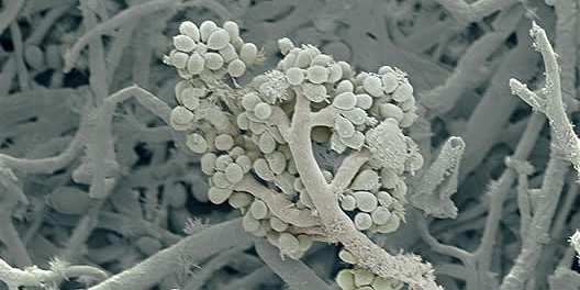 A fonalas gombák morfológiája A spóratartók jellegzetes alakjai: 2 5 Baktériumok
