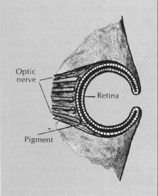 Lyukkamera elven alapuló primitív szem Eye of the primitive mollusc, Nautilus.