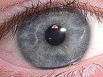 A kék szem különleges: A vizes közegben jelenlévő protein, zsiradék, illetve rostos