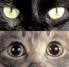 Macska szeme világos