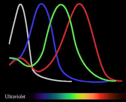 A színes látás minden állatnál 4 féle pigment által alakul ki. Az UV-ben két féle módosulat is lehetséges. Az érzékenységi maximumok hullámhossza 342, 437, 532, és 625 nm.+/- 2 nm.