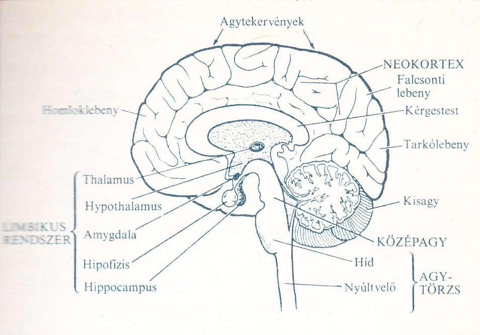 Az emberi agy oldalnézetének sematikus rajza A neokortex uralkodik, mellette a