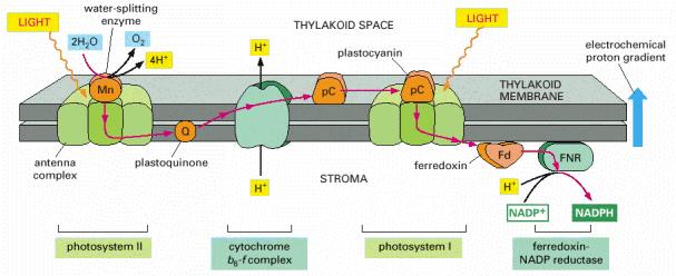 ph=5 ph=8 1 elektron citokróm b 6 f komplexen történő áthaladása 4 proton bepumpálását