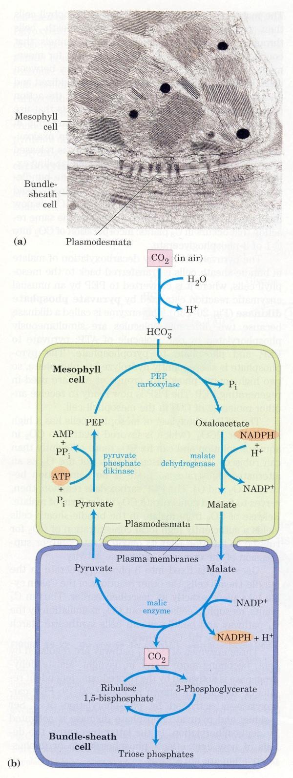 C4-es útvonal enzimeit a világosság szabályozza: -Malát DH -PEP karboxiláz