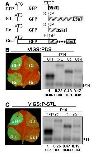 6. ábra. Az SMG7L fehérje jelenléte nem szükséges az NMD hatékony működéséhez. A A kísérletben használt GFP riporterkonstrukciók. B PDS-csendesített N.