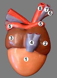 3. Caracteristica circulației asigurate de componentele numerotate cu cifre în figura alăturată, este: A. 6 = vene pulmonare transportă sânge care se varsă în compartimentul cardiac 2 B.