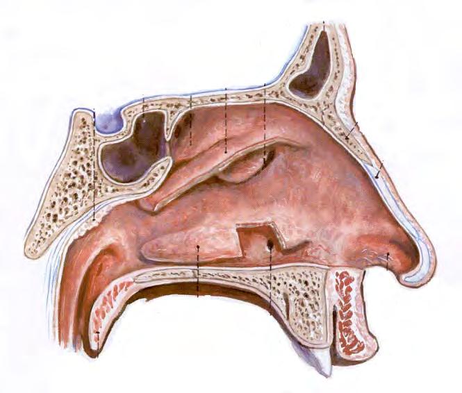 Fogmeder (alveolus alveoláris) Szájpadlás (palatum, íny) Kemény szájpadlás: palatum durum, palatum, kemény íny