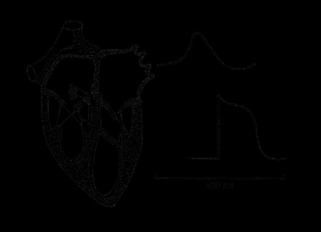 A szív ingerképző és ingerületvezető rendszere sinuscsomó pacemaker akciós potenciál a sinuscsomóban