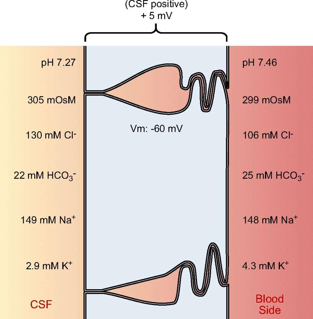 CSF képződés: elektrolit transzport a plexus choroideus epitheliumban Bazolateralisan: Cl - felvétel (anion exchanger 2