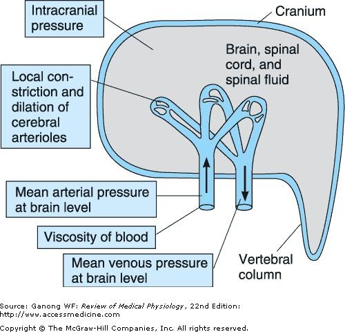 Az agyi véráramlást meghatározó tényezők Intrakraniális nyomás Az agyi arteriolák dilatációja/ konstrikciója által meghatározott agyi vaszkuláris