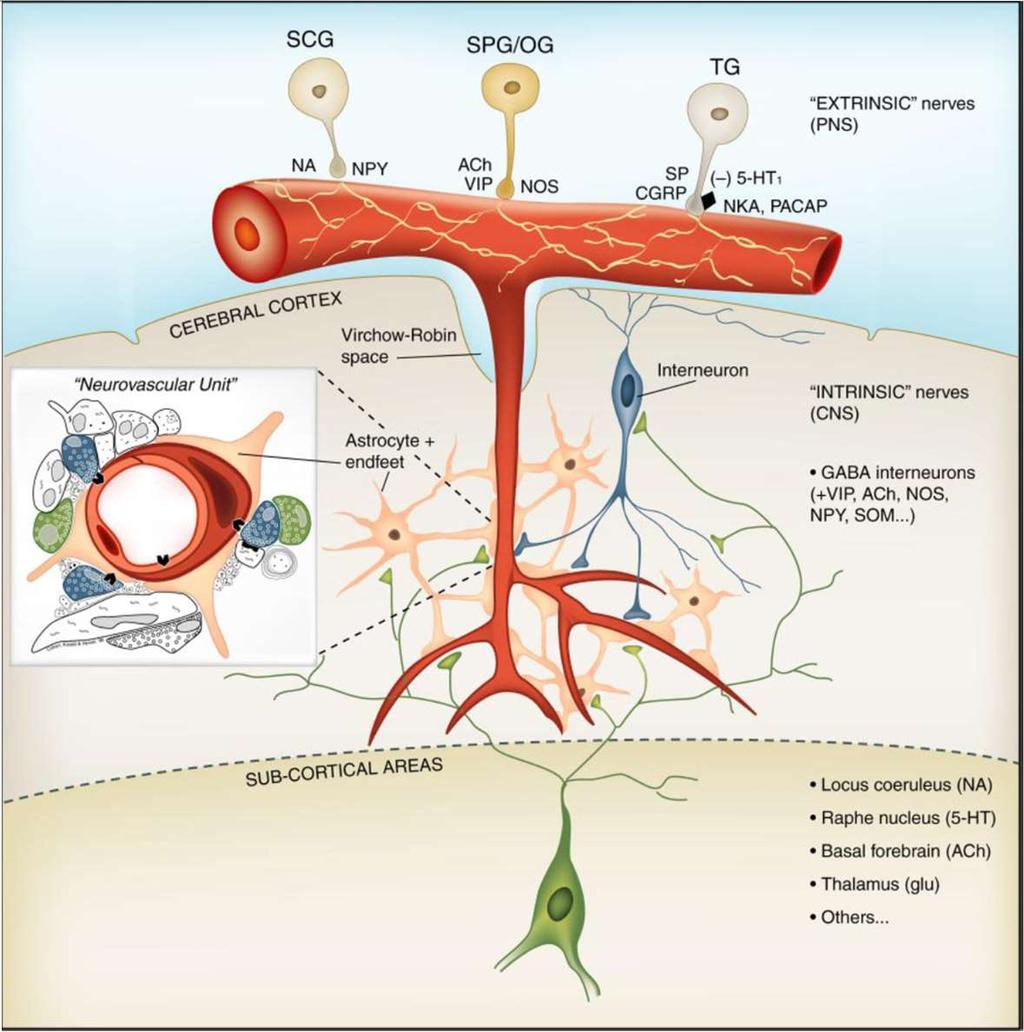 Az agyi rezisztenciaerek funkcionális jellegzetességei Pia arteriolák extrinsic beidegzése: 1. sympathicus, 2. parasympathicus, és 3. trigeminális érző.